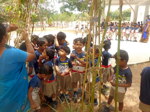 Mud pies - Leaves : Children observed different shades and shapes of leaves. They sorted leaves from small to big.They enjoyed making an art out of collected leaves - Butter Cups