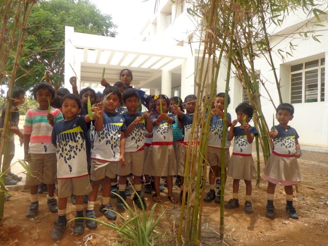Mud pies - Leaves : Children observed different shades and shapes of leaves. They sorted leaves from small to big. They enjoyed making an art out of collected leaves - Cutie pies